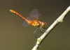 J01_3557 Sympetrum sanguineum imm male